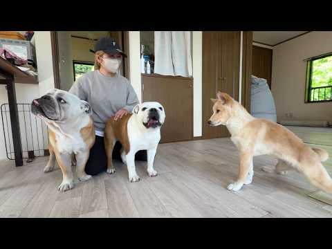 10日ぶりにママが帰ってきた！その時の様子がこちら♪(YouTube)