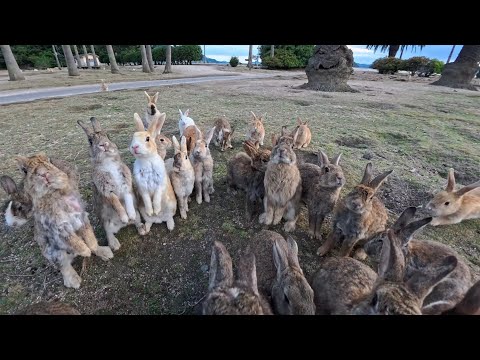 【うさぎ島】立ち止まった瞬間…大量のウサギたちに囲まれてしまった！(YouTube)