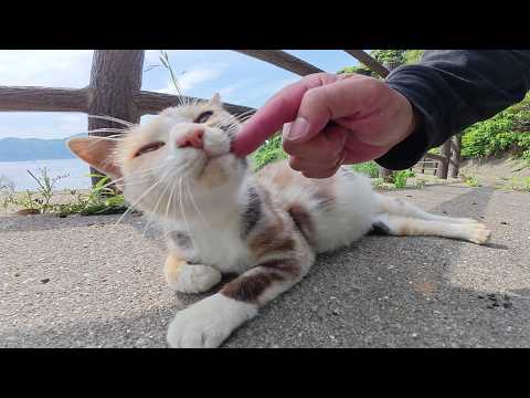 海辺の道の猫軍団に会いに行ったら、三毛猫妊婦さんが大きなお腹を見せてきた(YouTube)