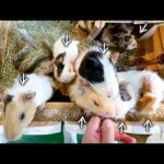 おやつをあげながら、赤ちゃんモルモットたちのお名前を紹介していきます🐹【ビーツ】(YouTube)