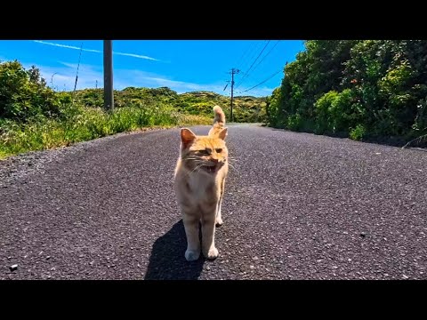 絶景の展望所に一人ぼっちで暮らす猫ちゃん、反対側の展望ポイントに行くと走って付いてきた(YouTube)