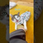 甘え足りないエース😽 #cats(YouTube)