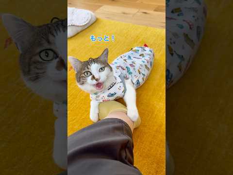 甘え足りないエース😽 #cats(YouTube)