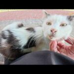 おかっぱ頭のブチ猫ちゃんが久しぶりにひざの上にのってきた(YouTube)