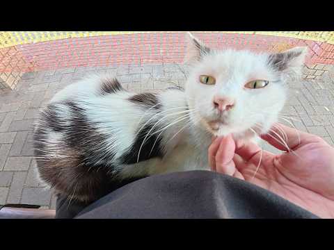 おかっぱ頭のブチ猫ちゃんが久しぶりにひざの上にのってきた(YouTube)