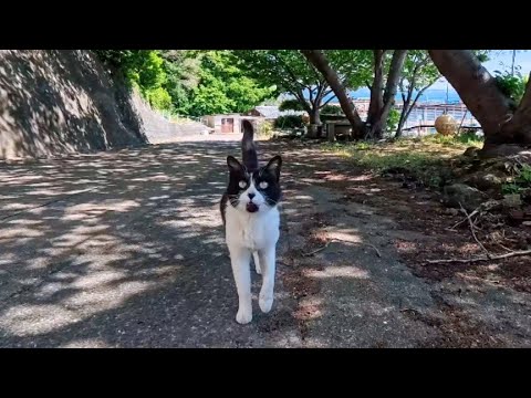 島の屋外猫カフェの猫スタッフ「いらっしゃいませニャン」(YouTube)
