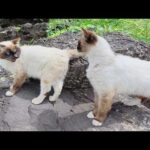 海か山どちらに行くかを可愛い声で話し合うシャム猫コンビ(YouTube)