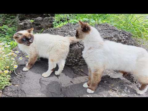 海か山どちらに行くかを可愛い声で話し合うシャム猫コンビ(YouTube)