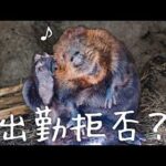 久しぶりの大きめイベントの日なのに…！？飼育員を困らせるうちの子🦫【国際ビーバーデー】(YouTube)