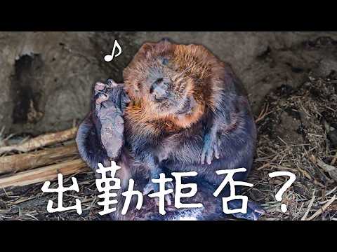 久しぶりの大きめイベントの日なのに…！？飼育員を困らせるうちの子🦫【国際ビーバーデー】(YouTube)