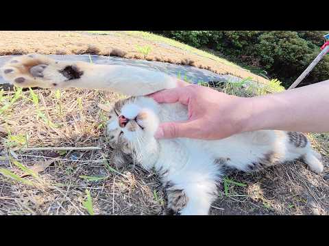 放浪癖があるキジシロ猫が島の裏の絶景ポイントでお昼寝していた(YouTube)