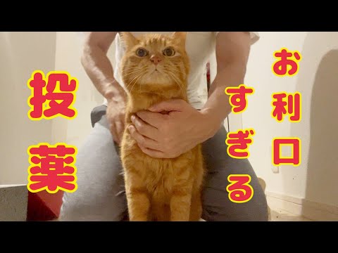 毎朝晩の猫の投薬タイム(YouTube)