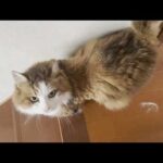 毛を刈った主犯格のお母さんをみんなで無視する猫(YouTube)