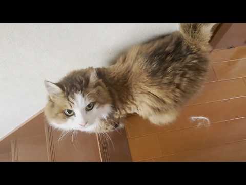毛を刈った主犯格のお母さんをみんなで無視する猫(YouTube)