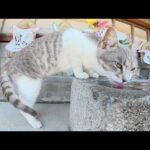 島のお寺でマイペースにくつろぐ猫ちゃん達をモフる(YouTube)
