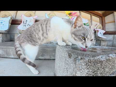 島のお寺でマイペースにくつろぐ猫ちゃん達をモフる(YouTube)