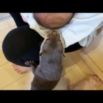 赤ちゃんキスしようとするカワウソ An otter trying to kiss a baby(YouTube)