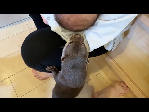 赤ちゃんキスしようとするカワウソ An otter trying to kiss a baby(YouTube)