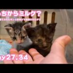 どっちからミルク？  ゴミ箱に棄てられたキンと訳ありで保護されたクリ  Day27,34  2026 05 13 1(YouTube)