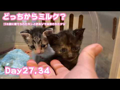 どっちからミルク？  ゴミ箱に棄てられたキンと訳ありで保護されたクリ  Day27,34  2026 05 13 1(YouTube)