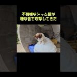 不機嫌なシャム猫が嫌な音で攻撃してきた #猫 #ねこ #cat(YouTube)
