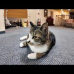 【猫ホテル】廊下で猫と出会うホテルは素敵だ(YouTube)