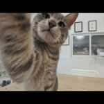 猫カフェじゃないけど猫がいるカフェ、コーヒー飲んでいると妨害してくる猫がかわいすぎた(YouTube)