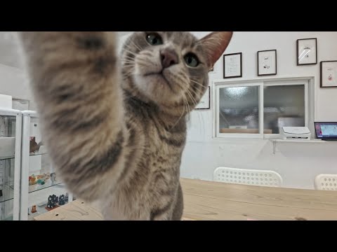 猫カフェじゃないけど猫がいるカフェ、コーヒー飲んでいると妨害してくる猫がかわいすぎた(YouTube)