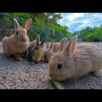【うさぎ島】うさぎがクッキーを食べる音が気持ちよすぎる…癒しのもぐもぐASMR(YouTube)