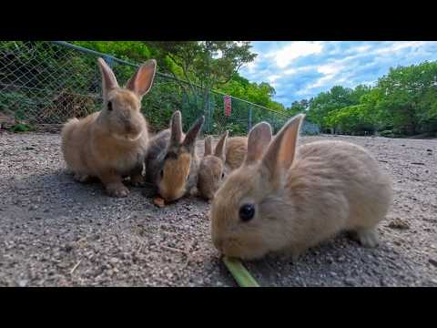 【うさぎ島】うさぎがクッキーを食べる音が気持ちよすぎる…癒しのもぐもぐASMR(YouTube)