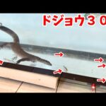 【世界一の水中ハンティング】オーストラリア生息のオオトカゲにドジョウを食べさせてみたら…凄すぎた!!!(YouTube)