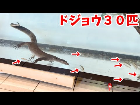 【世界一の水中ハンティング】オーストラリア生息のオオトカゲにドジョウを食べさせてみたら…凄すぎた!!!(YouTube)