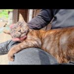 マーブル模様の黒猫ちゃんがひざにしがみついてリラックスしてくれた(YouTube)