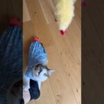 2匹のエビが戯れる様子です🍤 #cats(YouTube)
