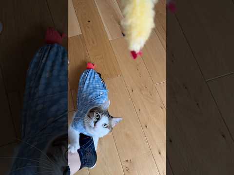 2匹のエビが戯れる様子です🍤 #cats(YouTube)