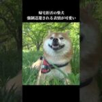 柴犬は帰宅拒否⁉️不本意ながら強制送還されるも表情が可愛い #shibainu #拒否犬 #犬のいる暮らし(YouTube)
