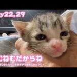 ねむねむだからね  ゴミ箱に棄てられたキンと訳ありで保護されたクリ  Day22,29  ワンオペやっと終わりました  2026 05 08 2(YouTube)