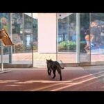 【猫ホテル】ロビーの猫が夕方の見回りへ出発…ついて行ったら癒しの世界すぎた(YouTube)