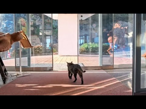 【猫ホテル】ロビーの猫が夕方の見回りへ出発…ついて行ったら癒しの世界すぎた(YouTube)