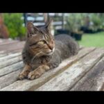 みんなそれぞれ守りたいものがある(YouTube)