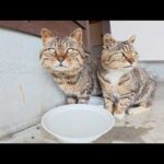 水を交換したら、たくさんの猫達が集まってきてゴクゴクと飲んでくれた(YouTube)