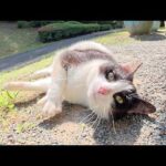 後頭部までハチワレ模様の猫ちゃんが水辺からモフられにやって来た(YouTube)