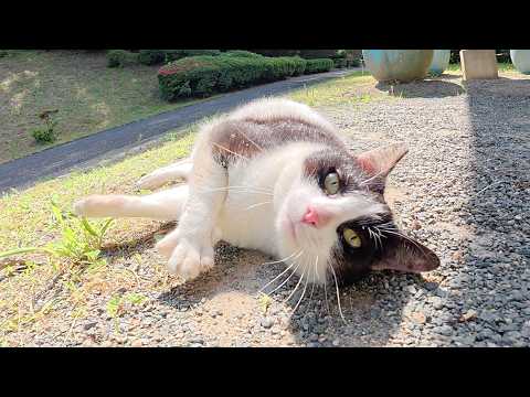 後頭部までハチワレ模様の猫ちゃんが水辺からモフられにやって来た(YouTube)