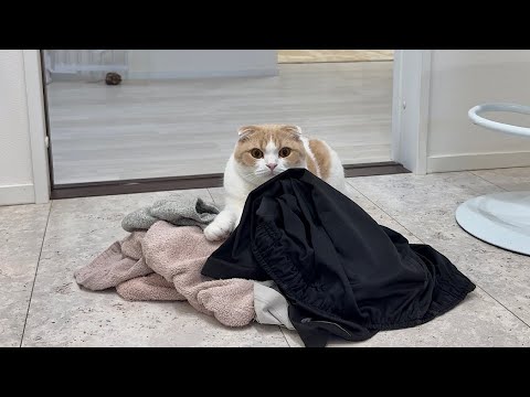 脱いだ服を床に放置すると秒で集まってくる猫が可愛すぎますw(YouTube)