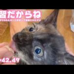 練習してるだからね  ゴミ箱に棄てられたキンと訳ありで保護されたクリ  Day42,49  2026 05 29 2(YouTube)