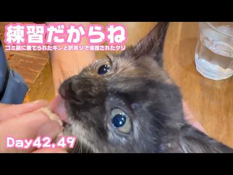 練習してるだからね  ゴミ箱に棄てられたキンと訳ありで保護されたクリ  Day42,49  2026 05 29 2(YouTube)
