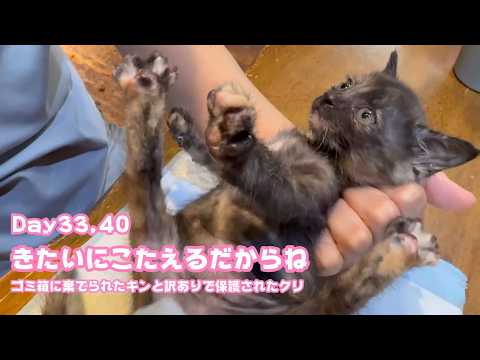 きたいにこたえてだからね えらいによあたち  ゴミ箱に棄てられたキンと訳ありで保護されたクリ  Day33,40  2026 05 19 2(YouTube)