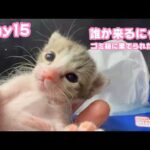 誰か来るニャン？ ゴミ箱に棄てられた子猫  キンちゃん Day15  2026 05 01 2(YouTube)