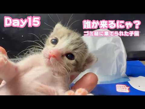誰か来るニャン？ ゴミ箱に棄てられた子猫  キンちゃん Day15  2026 05 01 2(YouTube)