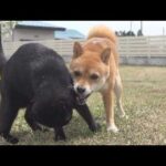 実家の柴犬とお別れしたあと、柴犬と猫の様子がおかしい。。(YouTube)